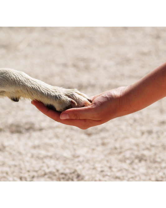 Estos son los productos favoritos de los dog-lovers para cuidar a su perro del calor este verano