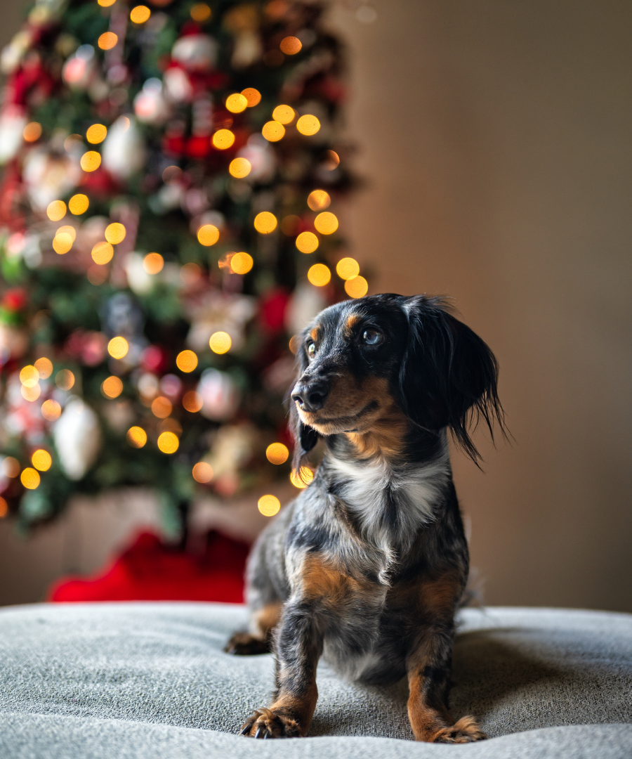 Shampoing Naturel Édition Noël